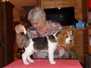 Beagle Zucht Oesterreich Brigitta Erhart Wurf G 5 Gonzo