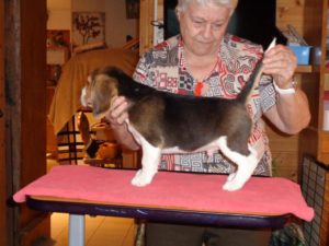 Beagle Zucht Oesterreich Brigitta Erhart Wurf G 5 Gringo