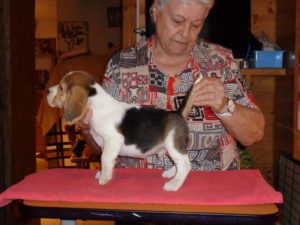 Beagle Zucht Oesterreich Brigitta Erhart Wurf G 5 Galileo