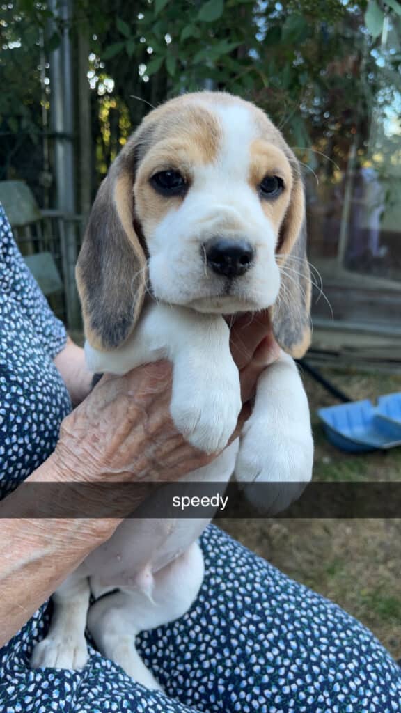 Beagle Wurf Welpen abzugeben